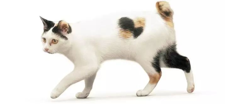 Мачка јапонски bobtail (33 фотографии): Опис на мачки од раса јапонски bobtail, карактеристики на карактер и содржина 22491_2