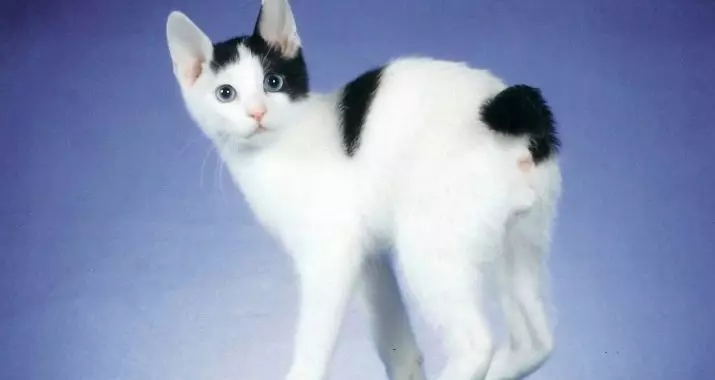 मांजरी जपानी बॉबेल (33 फोटो): प्रजननच्या मांजरीचे वर्णन जपानी बाबीटेल, वर्ण आणि सामग्रीचे वैशिष्ट्य 22491_3