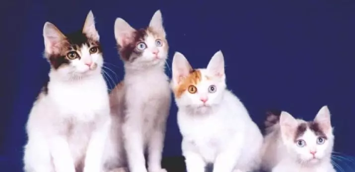 Cat Japonais Bobtail (33 photos): Description des chats de race Bobtail japonais, Caractéristiques du caractère et du contenu 22491_33