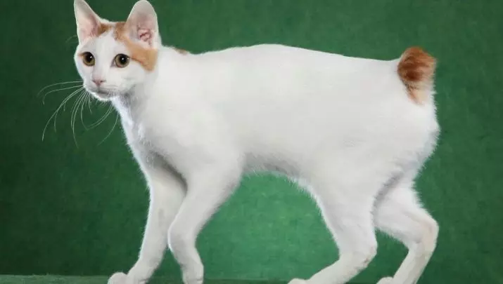 Cat Japanese Bobtail (33 รูป): คำอธิบายของแมวพันธุ์ญี่ปุ่น Bobtail ลักษณะของตัวละครและเนื้อหา 22491_7
