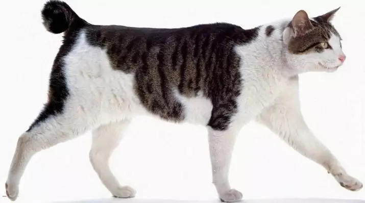 Γάτα Ιαπωνικά Bobtail (33 φωτογραφίες): Περιγραφή των γατών της φυτικής Ιαπωνίας Bobtail, χαρακτηριστικά του χαρακτήρα και του περιεχομένου 22491_9