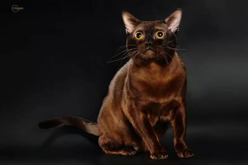 Burberian Chocolate Cats (14 fotos): Descrição da raça europeia e americana raça de gato marrom marrom 22493_5