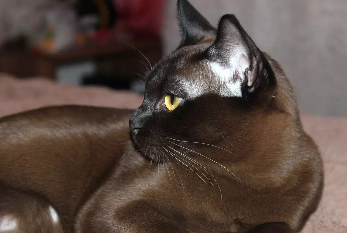 Burberian Chocolate Cats (14 fotos): Descrição da raça europeia e americana raça de gato marrom marrom 22493_8