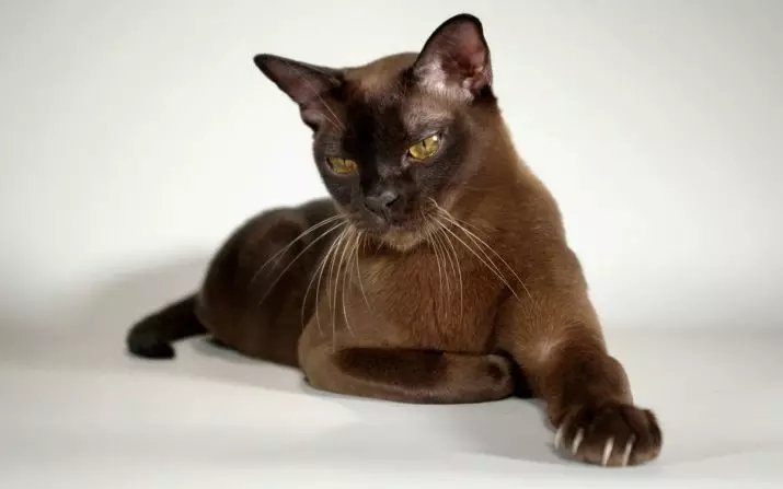 Gatos de chocolate Burberian (14 fotos): Descrición da raza europea e americana de raza de gato marrón marrón 22493_9