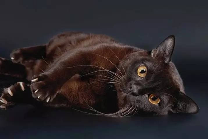 Watak Kucing Bumi (31 gambar): Perihalan tingkah laku baka. Bolehkah kucing berdiri sendiri? 22494_2
