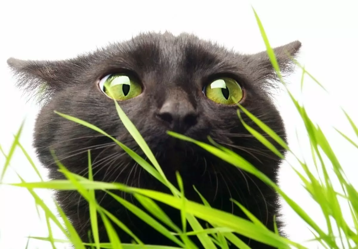 Watak Kucing Bumi (31 gambar): Perihalan tingkah laku baka. Bolehkah kucing berdiri sendiri? 22494_25