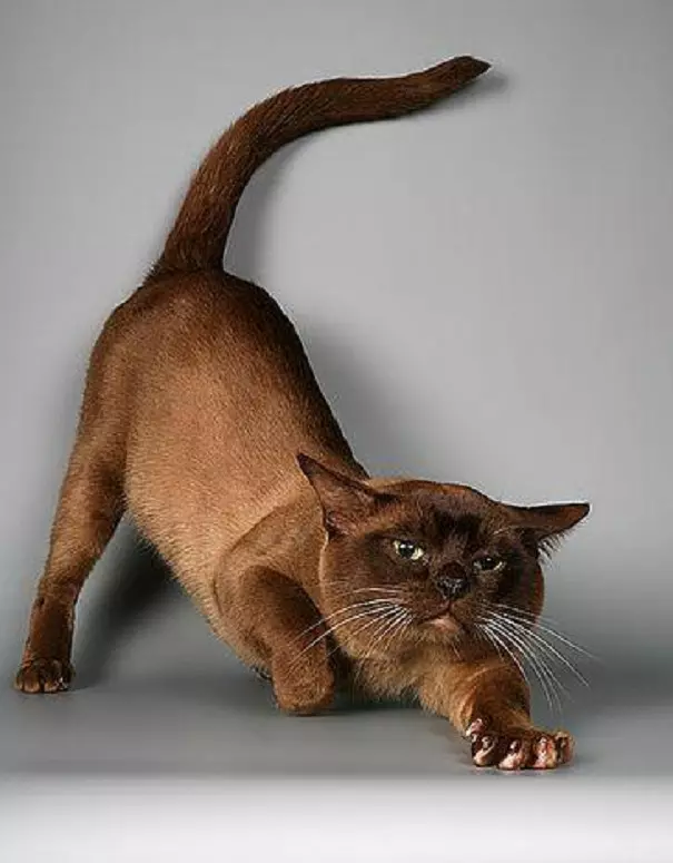 Watak Kucing Bumi (31 gambar): Perihalan tingkah laku baka. Bolehkah kucing berdiri sendiri? 22494_29
