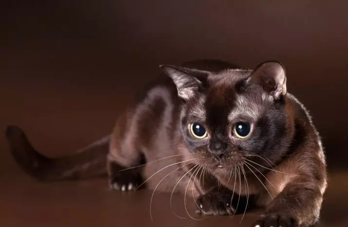 Watak Kucing Bumi (31 gambar): Perihalan tingkah laku baka. Bolehkah kucing berdiri sendiri? 22494_3