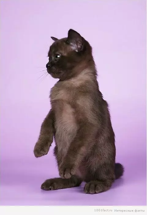 Watak Kucing Bumi (31 gambar): Perihalan tingkah laku baka. Bolehkah kucing berdiri sendiri? 22494_30