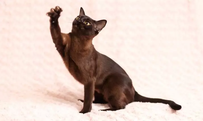 Watak Kucing Bumi (31 gambar): Perihalan tingkah laku baka. Bolehkah kucing berdiri sendiri? 22494_8