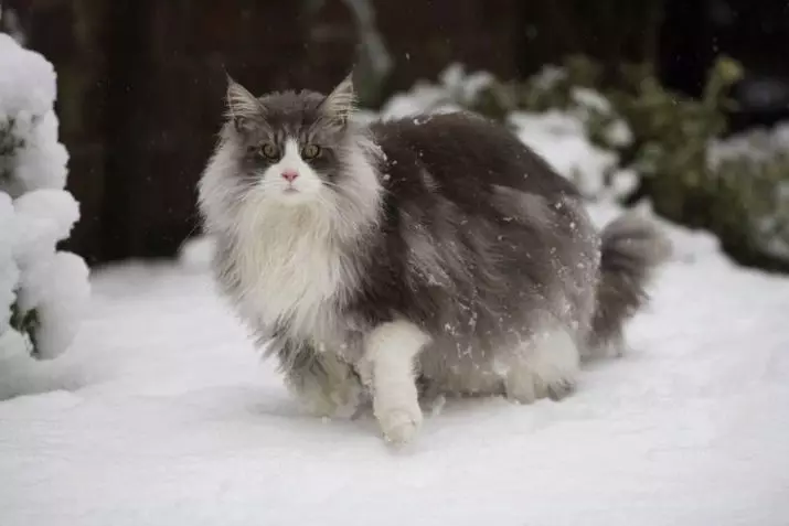 Breed cats na may tassels sa tainga (30 larawan): Ang mga pangalan ng malalaking breed ng mga homemade cats at ang mga patakaran ng kanilang nilalaman 22496_11