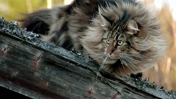 Kucing baka dengan tassels di telinga (30 gambar): nama-nama baka besar kucing buatan sendiri dan peraturan kandungan mereka 22496_12