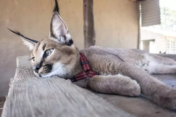 Raza de gatos con borlas en las orejas (30 fotos): los nombres de razas grandes de gatos caseros y las reglas de su contenido. 22496_14