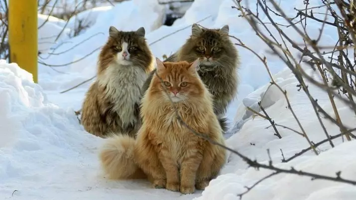 گربه های نژاد با تاسل ها بر روی گوش (30 عکس): نام نژادهای بزرگ گربه های خانگی و قوانین محتوای آنها 22496_16