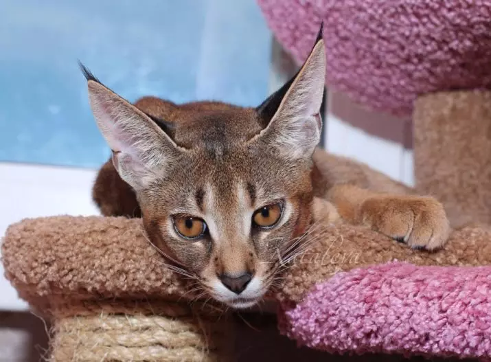 Zuchtkatzen mit Quasten an den Ohren (30 Fotos): Die Namen großer Rassen hausgemachter Katzen und die Regeln ihres Inhalts 22496_17