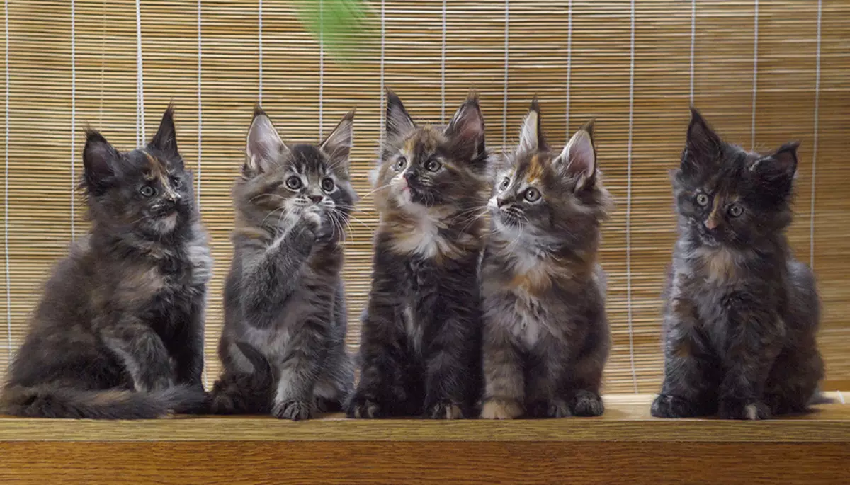 گربه های نژاد با تاسل ها بر روی گوش (30 عکس): نام نژادهای بزرگ گربه های خانگی و قوانین محتوای آنها 22496_19