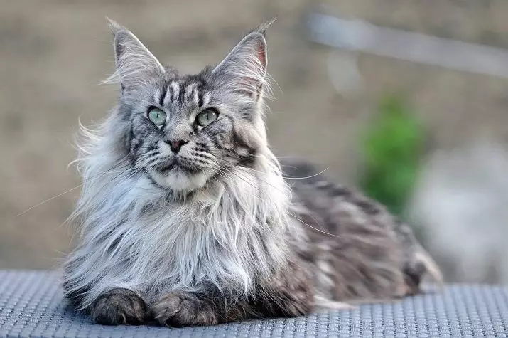 Uzgajati mačke s tassolima na ušima (30 fotografija): imena velikih pasmina domaćih mačaka i pravila njihovog sadržaja 22496_4
