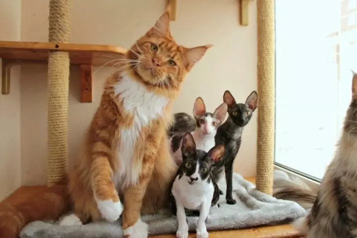 Породи кішок з пензликами на вухах (30 фото): назви великих порід домашніх котів і правила їх утримання 22496_6