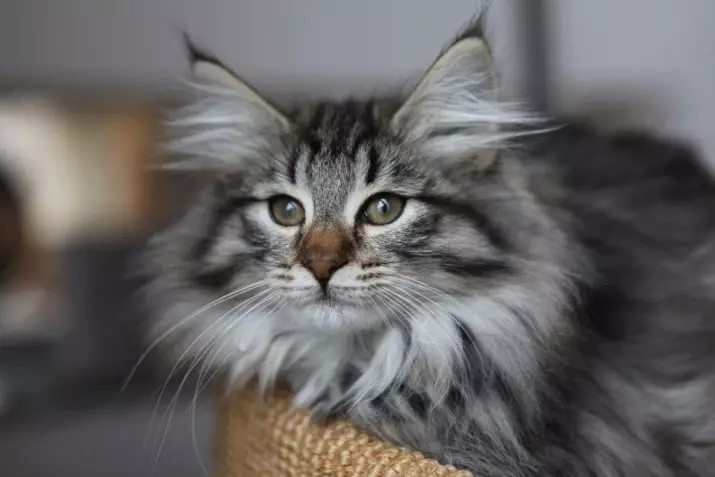 Pisici de rasă cu ciucuri pe urechi (30 de fotografii): numele raselor mari de pisici de casă și regulile conținutului lor 22496_9