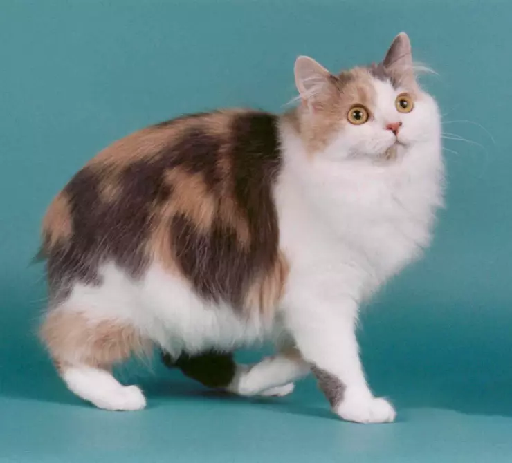 Pisici cioplite (43 fotografii): numele raselor populare de pisici. Caracteristicile conținutului lor 22500_10