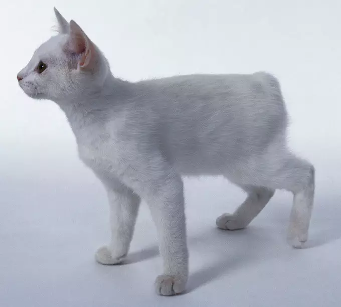 Chipped macskák (43 fotók): A népszerű macskák nevei. Tartalmuk jellemzői 22500_11