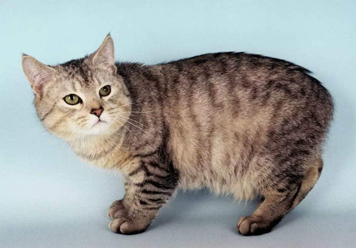 CATS (43 fotografij): Imena priljubljenih pasem mačk. Značilnosti njihove vsebine 22500_12