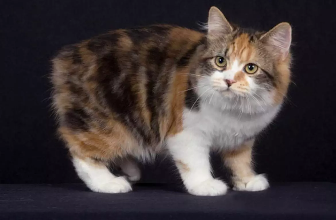 Chipped katės (43 nuotraukos): Populiarių katės veislių pavadinimai. Jų turinio ypatybės 22500_14