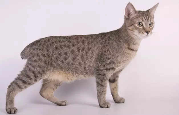 Cait chipped (43 grianghraf): ainmneacha na bpórtha cat coitianta. Gnéithe a n-ábhar 22500_2