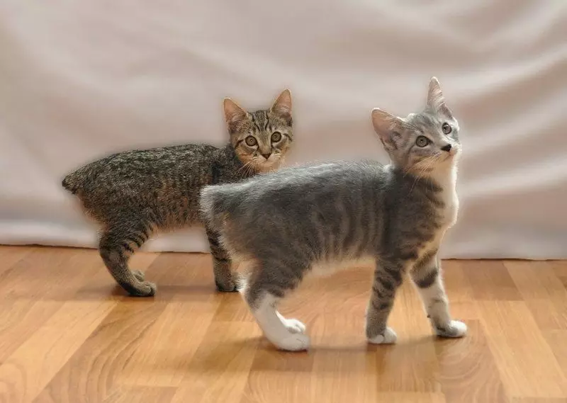Pisici cioplite (43 fotografii): numele raselor populare de pisici. Caracteristicile conținutului lor 22500_21