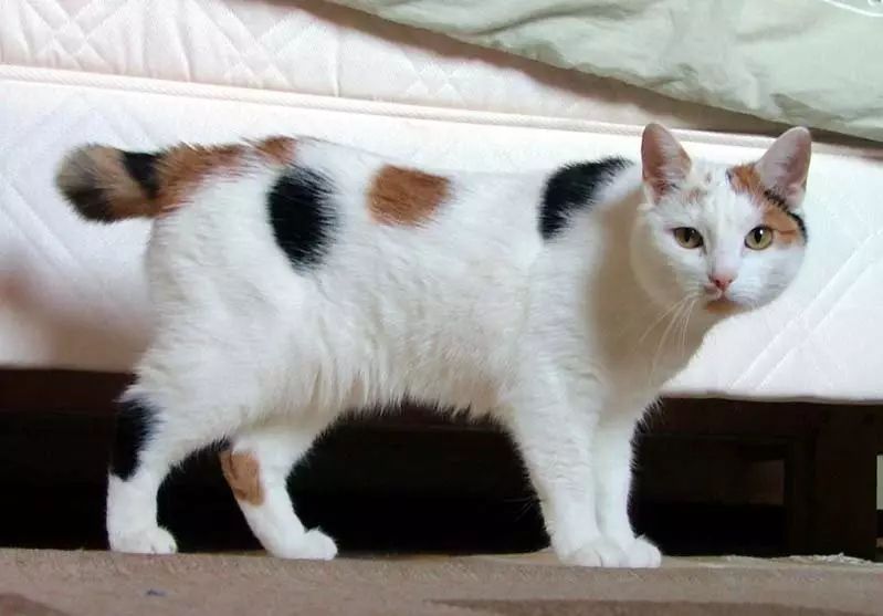 Chipped Cats (43 bilder): Navn på populære kattaser. Funksjoner i deres innhold 22500_22