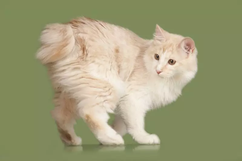 חתולים סדוקים (43 תמונות): שמות של גזעים חתול פופולרי. תכונות של התוכן שלהם 22500_25