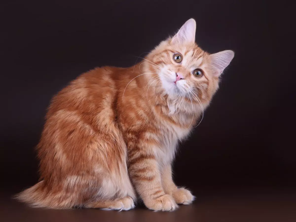 Chipped katės (43 nuotraukos): Populiarių katės veislių pavadinimai. Jų turinio ypatybės 22500_26
