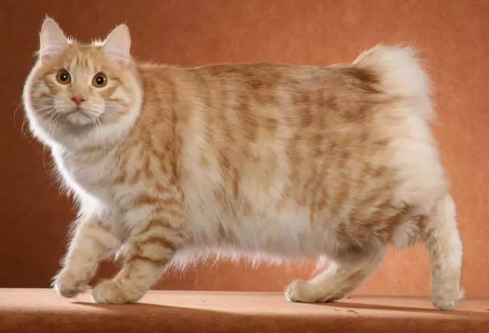 Chipped cats (43 mga larawan): mga pangalan ng mga sikat na breed ng pusa. Mga tampok ng kanilang nilalaman 22500_27