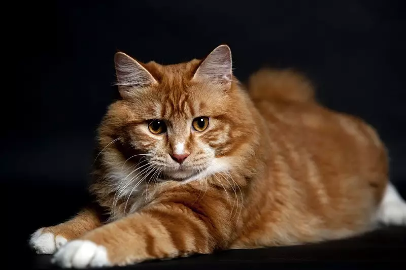 Gatos chipped (43 fotos): nomes de razas de gato populares. Características do seu contido 22500_28