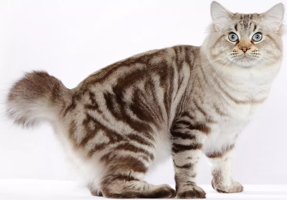 Gatos astillados (43 fotos): Nombres de razas de gatos populares. Características de su contenido. 22500_29