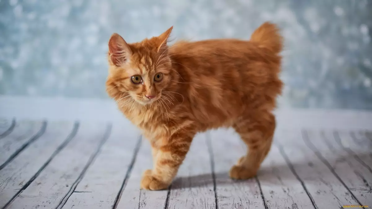 Chipped cats (43 mga larawan): mga pangalan ng mga sikat na breed ng pusa. Mga tampok ng kanilang nilalaman 22500_31