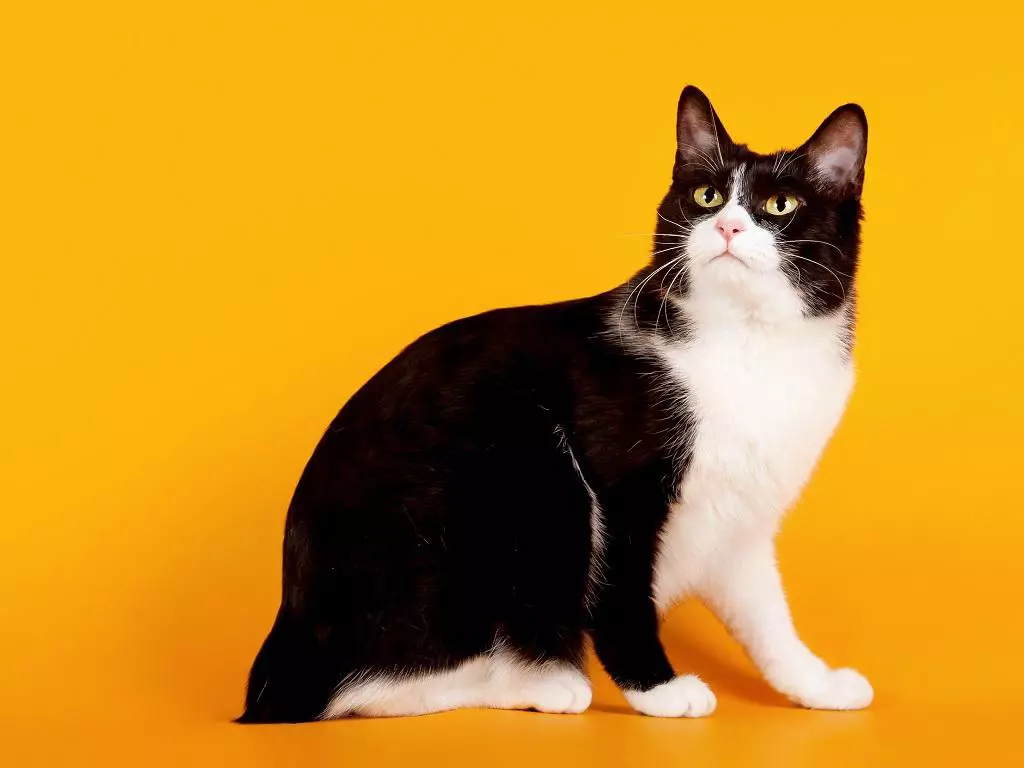 Czyszczone koty (43 zdjęcia): nazwy popularnych ras kotów. Cechy ich treści 22500_33