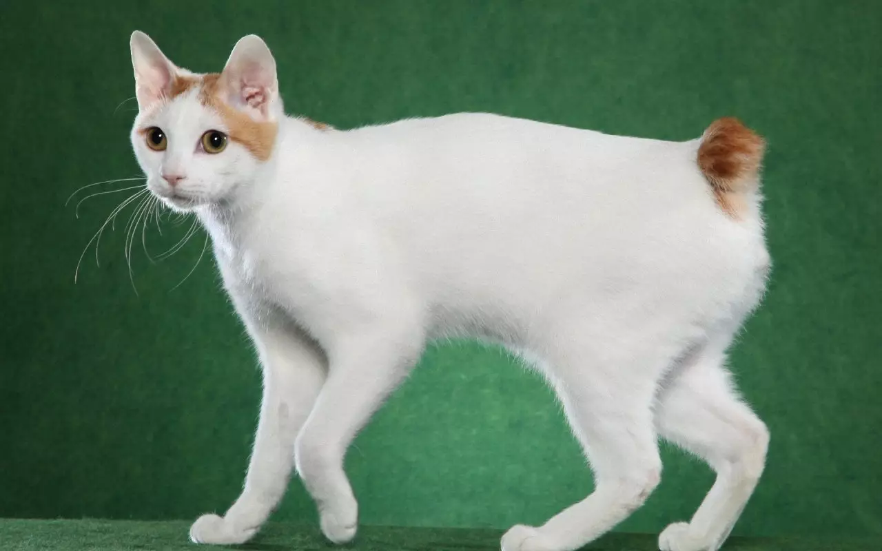 Šikmé kočky (43 fotek): Jména populárních koček. Vlastnosti jejich obsahu 22500_34