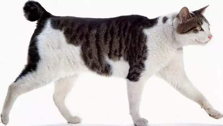 Chipped Cats (43 bilder): Navn på populære kattaser. Funksjoner i deres innhold 22500_35