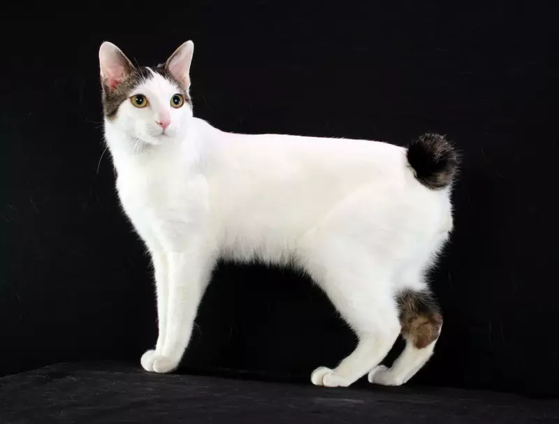 Catped kassid (43 fotot): populaarsete kassi tõugude nimed. Nende sisu omadused 22500_4