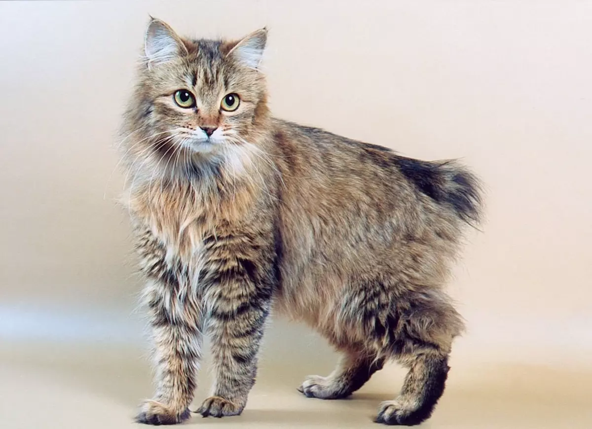 Flisade katter (43 bilder): Namn på populära kattraser. Funktioner i deras innehåll 22500_6