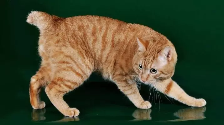 Цхиппед Мачке (43 фотографије): Имена популарних мачака. Карактеристике њиховог садржаја 22500_7