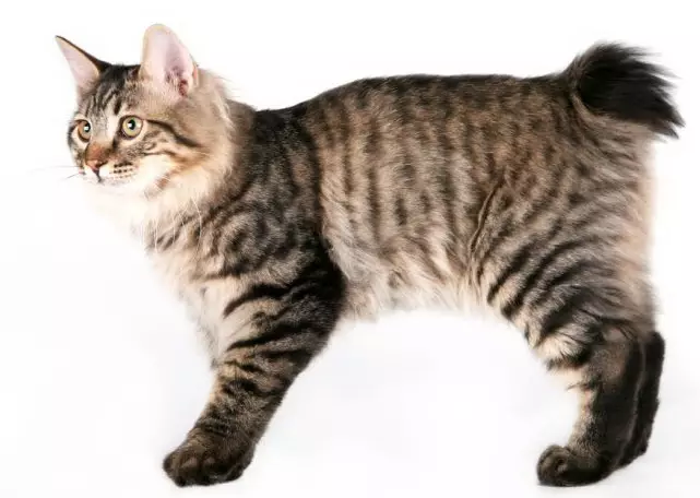 Gechripte katten (43 foto's): namen van populaire kattenrassen. Kenmerken van hun inhoud 22500_9