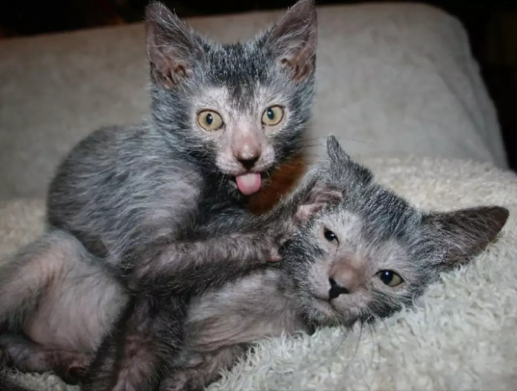 Lika (36 foto's): Beskriuwing fan katten en katten fan it nije ras, de oarsprong fan kittens-isorte. Funksjes fan 'e ynhâld fan hypoallergenyske katten 22501_10