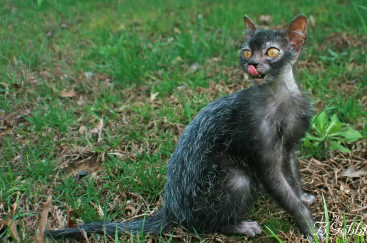 Lika (36 photos): Description des chats et des chats de la nouvelle race, l'origine des chatons isorted. Caractéristiques du contenu des chats hypoallergéniques 22501_11