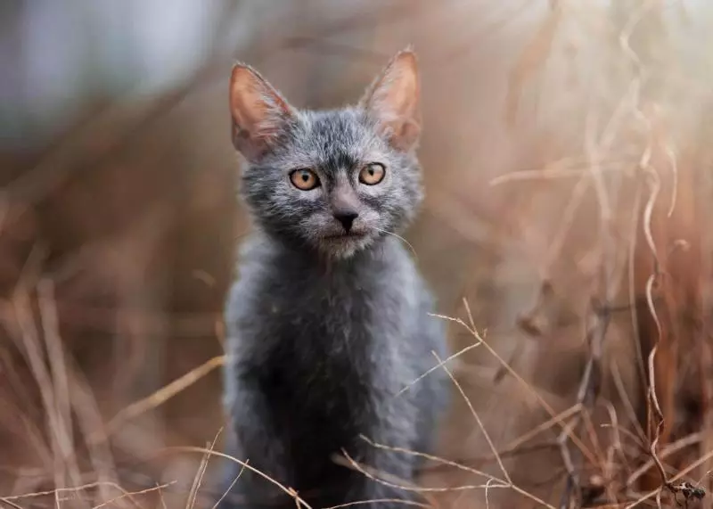 Lika (36 zdjęć): opis kotów i kotów nowej rasy, pochodzenie kocięta-isorted. Cechy zawartości kotów hipoalergicznych 22501_14