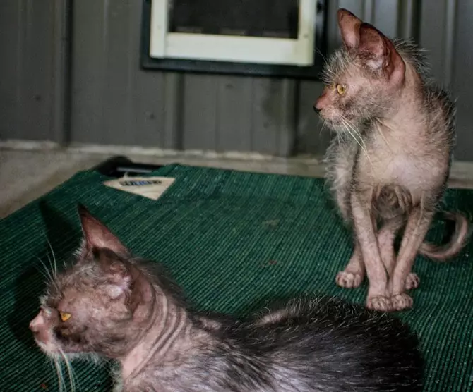 Lika (36 fotografija): Opis mačaka i mačaka nove pasmine, podrijetlo mačića. Značajke sadržaja hipoalergenskih mačaka 22501_16