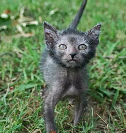 Lika (36 foto's): Beskriuwing fan katten en katten fan it nije ras, de oarsprong fan kittens-isorte. Funksjes fan 'e ynhâld fan hypoallergenyske katten 22501_17