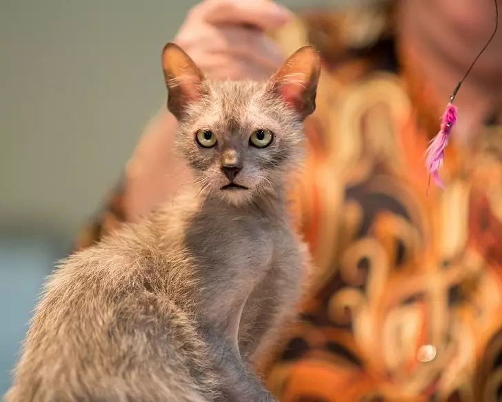 Lika (36 foto's): Beskriuwing fan katten en katten fan it nije ras, de oarsprong fan kittens-isorte. Funksjes fan 'e ynhâld fan hypoallergenyske katten 22501_19