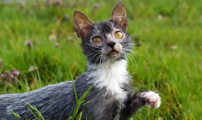 Lika (36 foto's): Beskriuwing fan katten en katten fan it nije ras, de oarsprong fan kittens-isorte. Funksjes fan 'e ynhâld fan hypoallergenyske katten 22501_2